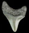 Juvenile Megalodon Tooth #69324-1